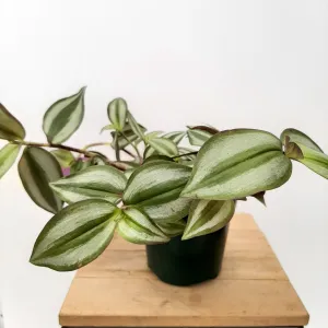 4" tradescantia zebrina