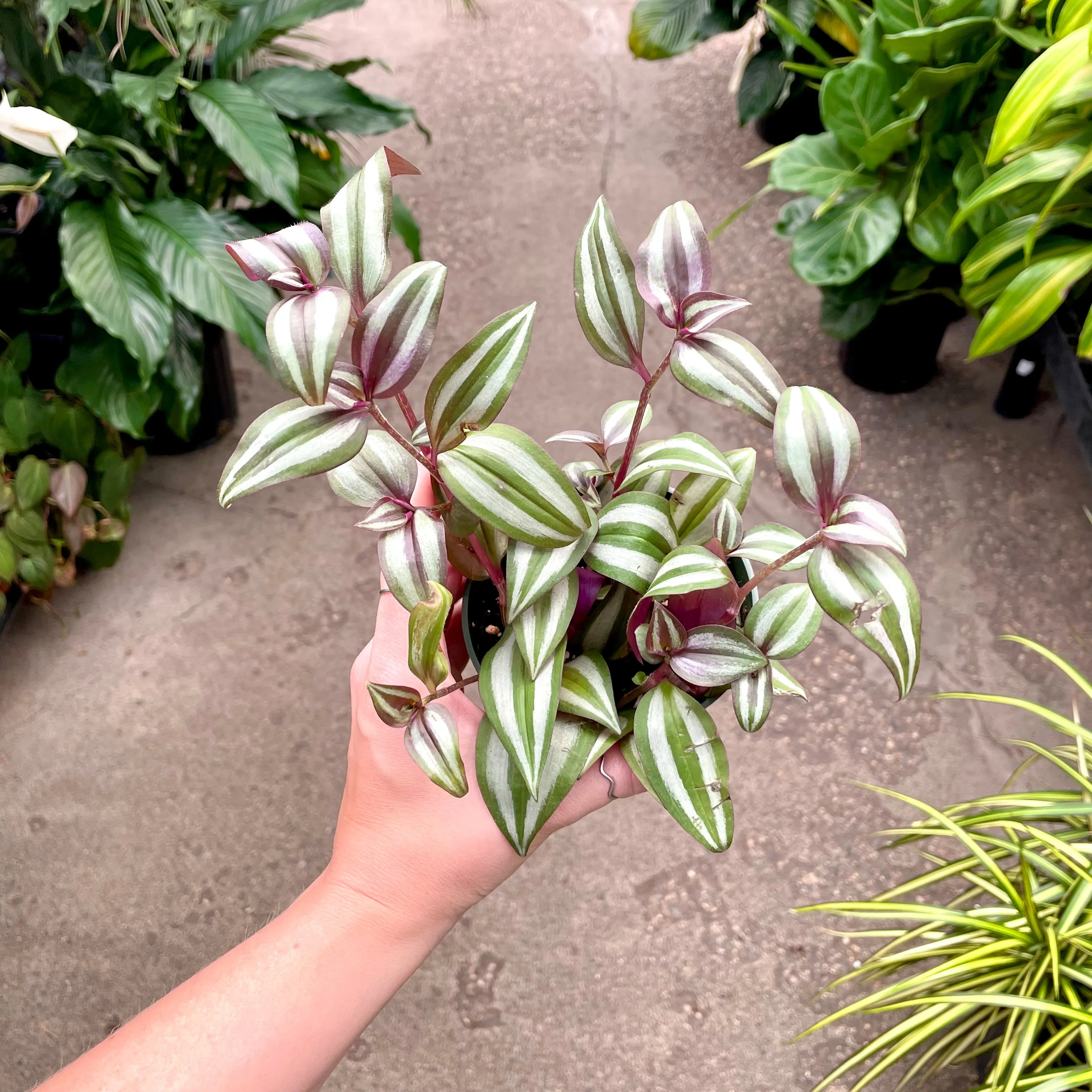4" tradescantia zebrina