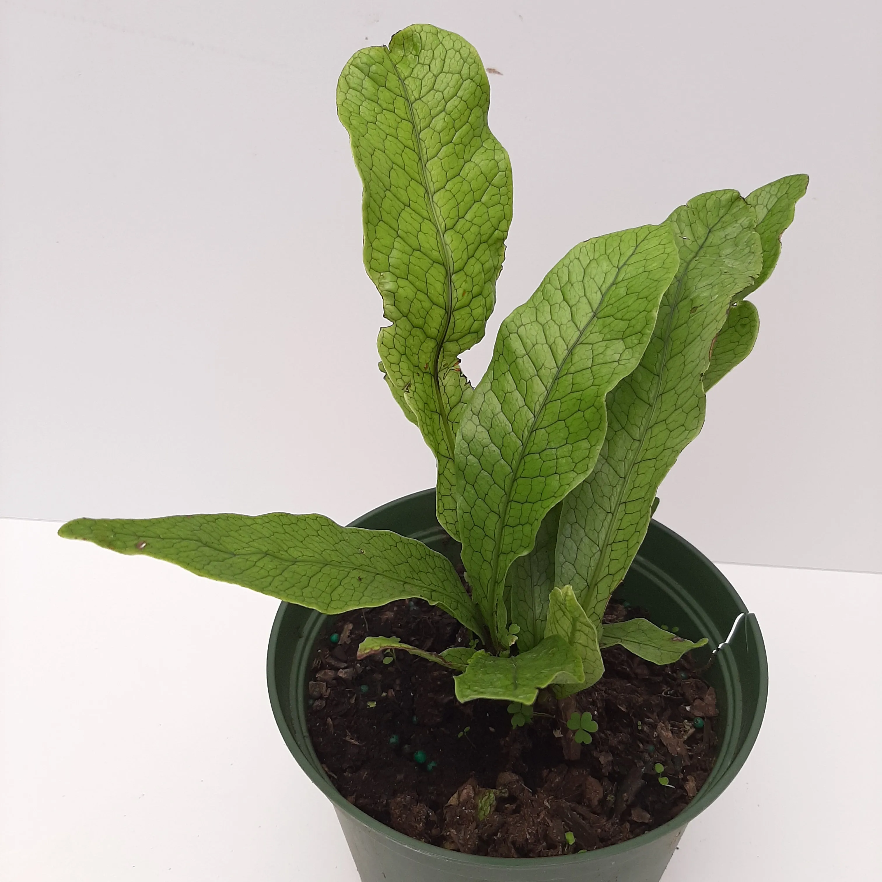 6" crocodile fern
