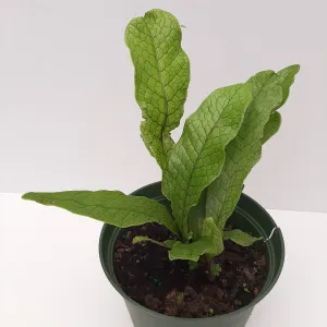 6" crocodile fern