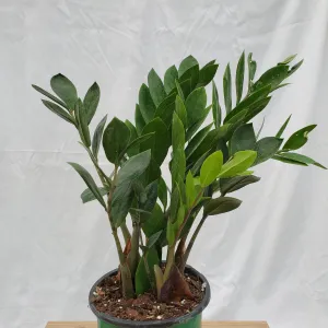 6" zz plant